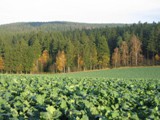 Herbst 2008