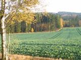 Herbst 2008