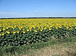 Sonnenblumenfelder waren nun unsere ständigen Begleiter
